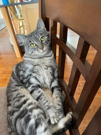 our-sweet-cat-muse-has-been-missing-big-2