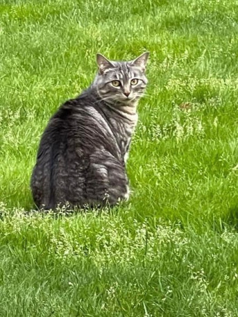 our-sweet-cat-muse-has-been-missing-big-0