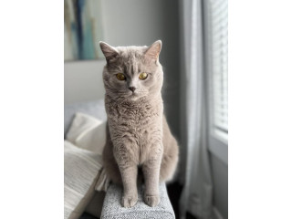 Lost Cat !