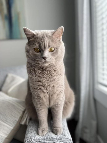 lost-cat-big-0