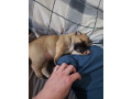molly-is-missing-small-0