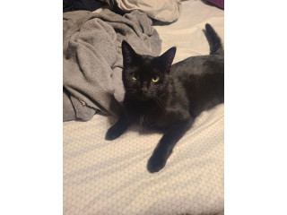 Luna has been missing