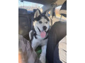 lost-dog-barrhaven-small-0