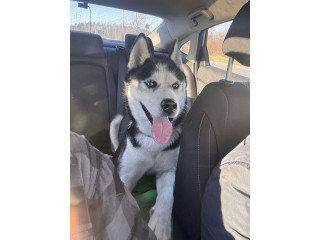 LOST DOG - #BARRHAVEN