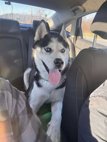 lost-dog-barrhaven-big-0