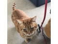 lost-mill-drive-hove-please-share-small-0