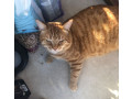 lost-mill-drive-hove-please-share-small-1