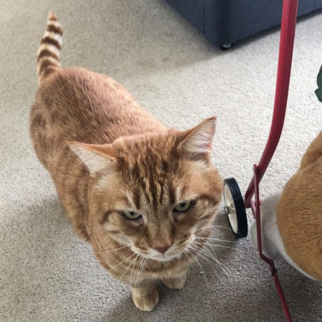 lost-mill-drive-hove-please-share-big-0