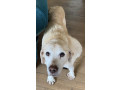 lost-dog-small-0