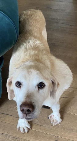 lost-dog-big-0