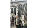 missing-dog-at-durban-backlands-small-1