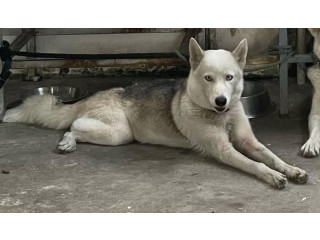 MISSING DOG AT DURBAN BACKLANDS