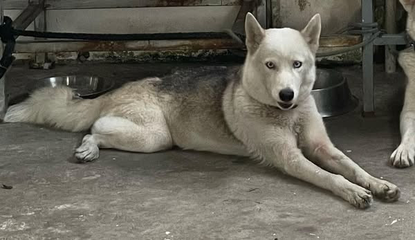 missing-dog-at-durban-backlands-big-0