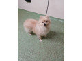 found-pomeranian-small-0