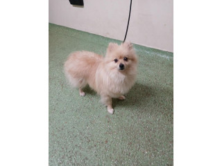 FOUND: Pomeranian