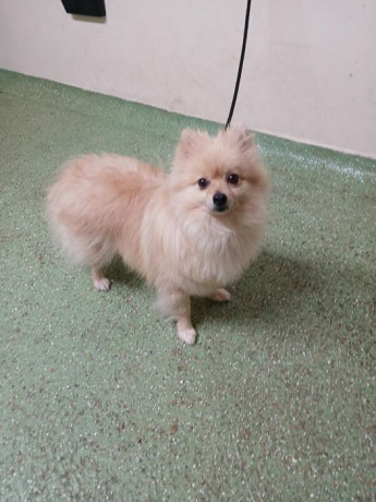 found-pomeranian-big-0