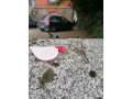 found-currently-sitting-on-the-wall-outside-101-marlborough-rd-in-ranelagh-small-0