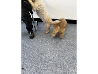 Two dogs found in mulhuddart