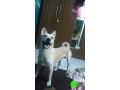 male-dog-lost-near-amboli-jogeshwari-west-small-0