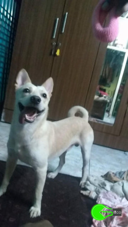 male-dog-lost-near-amboli-jogeshwari-west-big-0