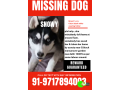 lost-missing-husky-female-small-0