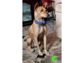 scooby-missing-since-12th-oct-2020-12pm-small-0