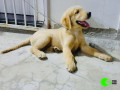 lost-3-month-male-puppy-golden-retriever-small-0