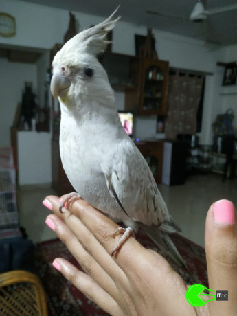 grey-white-cockatiel-lost-big-2