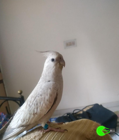 grey-white-cockatiel-lost-big-1