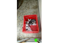 3-kittens-lost-on-april-5-2021-in-mandaveli-area-chennai-small-0