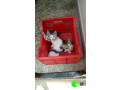 3-kittens-lost-on-april-5-2021-in-mandaveli-area-chennai-small-1