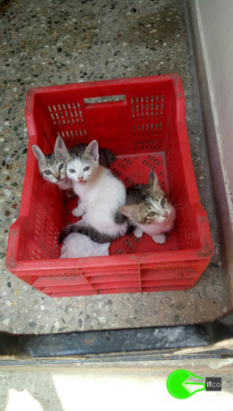 3-kittens-lost-on-april-5-2021-in-mandaveli-area-chennai-big-1