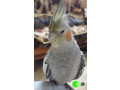 cockatiel-missing-july-2021-small-0