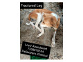 lost-dog-pallavaram-small-0