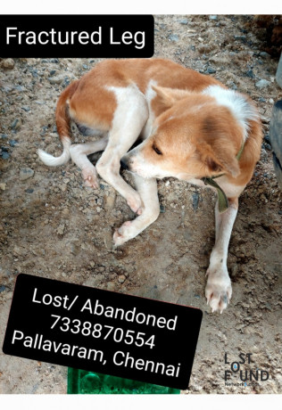 lost-dog-pallavaram-big-0