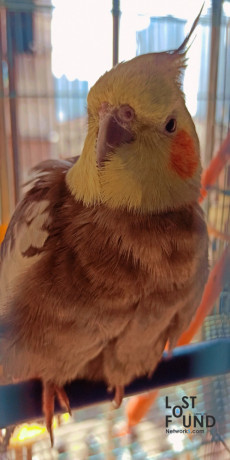 cockatiel-missing-from-byculla-big-3