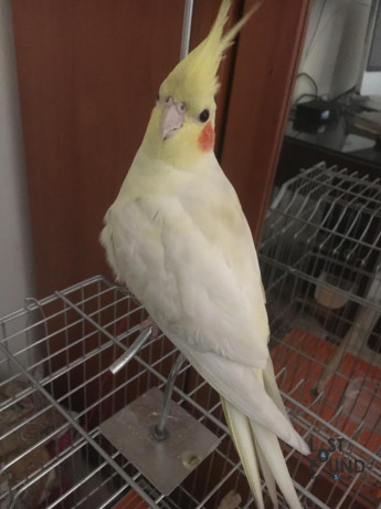 missing-pet-cockatiel-big-0