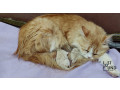 persian-cat-was-sick-was-coming-from-clinic-small-1