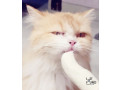 persian-cat-was-sick-was-coming-from-clinic-small-2