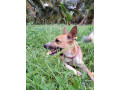 lost-country-dog-near-theppakulam-at-12am-january-1st-2024-small-1