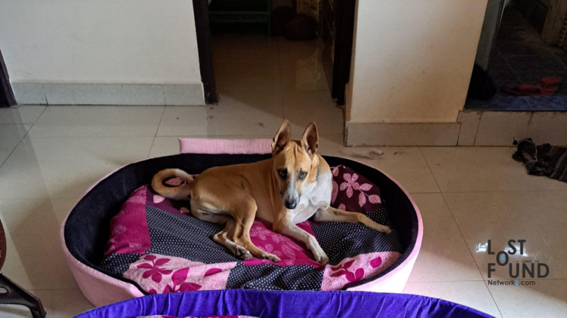 lost-country-dog-near-theppakulam-at-12am-january-1st-2024-big-2