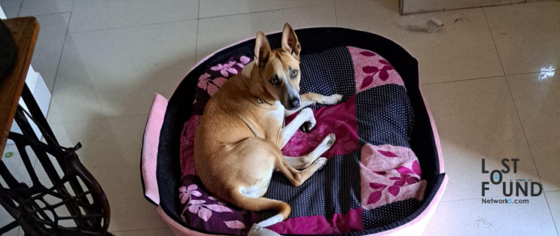 lost-country-dog-near-theppakulam-at-12am-january-1st-2024-big-3