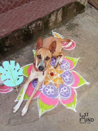 lost-country-dog-near-theppakulam-at-12am-january-1st-2024-big-0