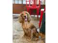 tubby-cocker-spaniel-missing-in-valencia-mangalore-small-0