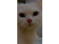 lost-my-white-persian-cat-small-1