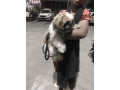 its-a-male-dogand-completely-lost-small-0