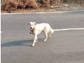 lost-or-abandoned-dog-small-0