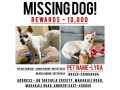 missing-dog-small-0