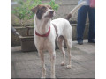 missing-dog-alert-small-1