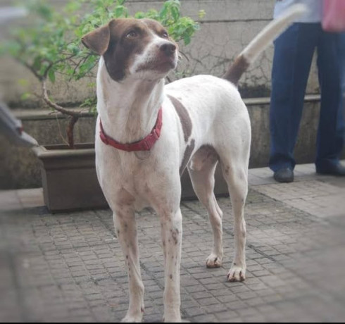 missing-dog-alert-big-1
